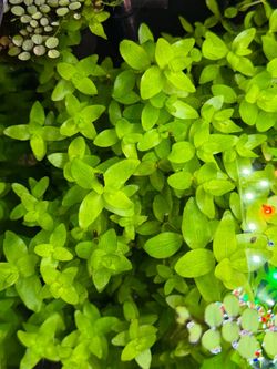 Bacopa aquarium plant clippings fresh water