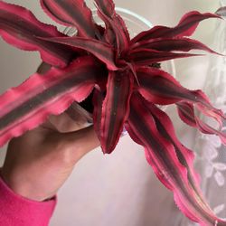 Reptile Safe Cryptanthus ‘Super Pink’ Earth Star