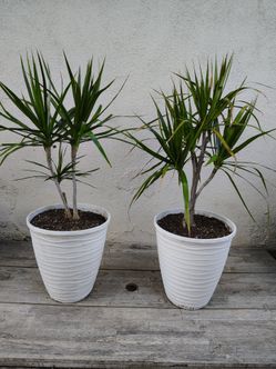 Dracaena Trees