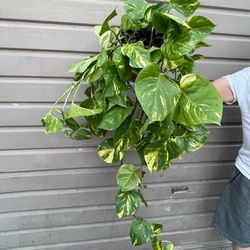 8” hawaiian pothos