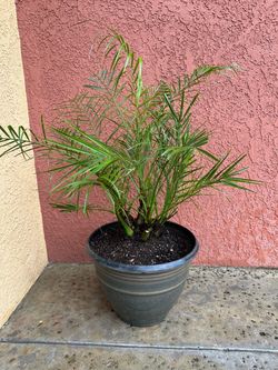 Potted Palm Plant in Dark Planter