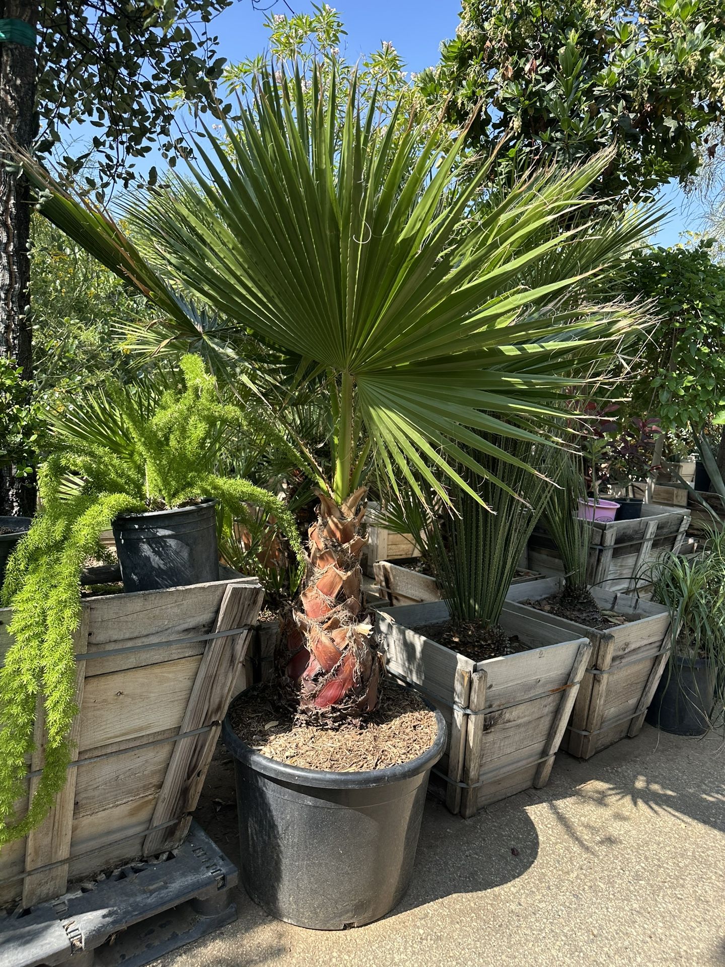 Mexican Fan Palm Tree 25gal