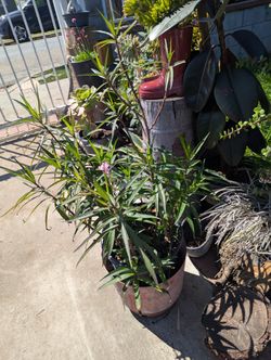 Planta 
