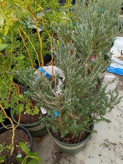 Potted plant sale