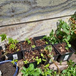 Chocolate Peppermint Plant 