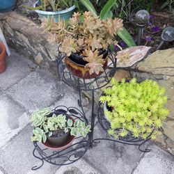 Succulents Flower Pot Plants Assortment