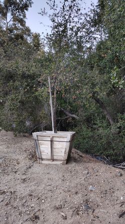 Oak & Palm Trees & Fire Wood Oak 