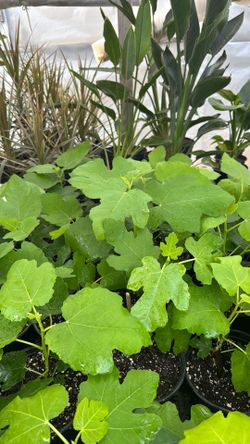 Small brown turkey fig trees