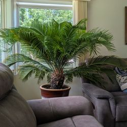Large Indoor Cycas Plant
