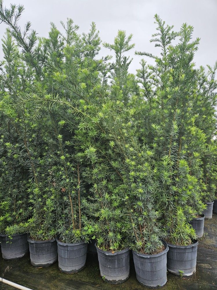 Podocarpus About 8 Feet Tall Instant Primary Hedge For Fence Green Full