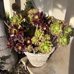 Plants for sale