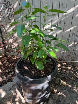 Muicle plant 15 gallons
