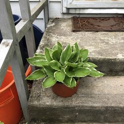Beautiful Potted Full Hosta Plants $5