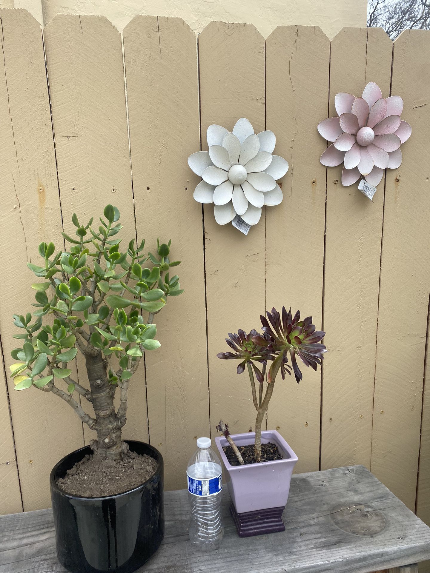 Succulent Lover Special Both For Just $10