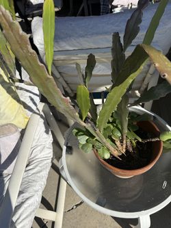 N.1and 2 photos $24 and last 2 photos $13