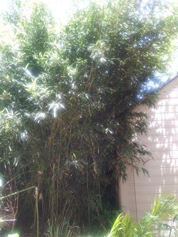 BAMBOO plants