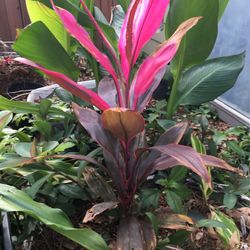 Tropical Plant! Tolerates Cold And Hot Weather