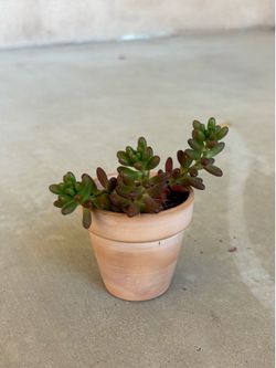 Small Potted Jelly Bean Succulent Plant
