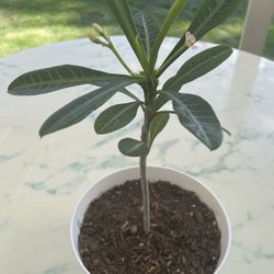 The Madagascar Palm Tree ‘Pachypodium Lamerei’ (Out/In Door Life Plant)