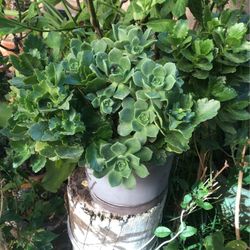 Planta