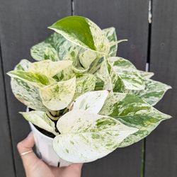 Pothos Marble Queen Plant 4" Pot - Indoor House Plants