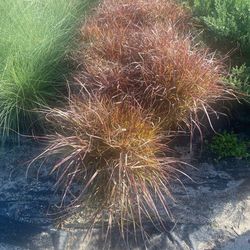 Purple Fountain Grass 