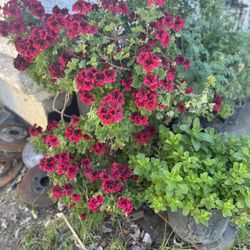 Platas De Jeranio En Maceta De Un Galón 