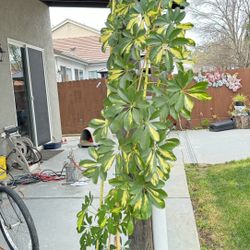 Umbrella Natural Plant 