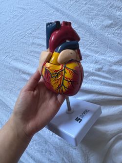Heart model