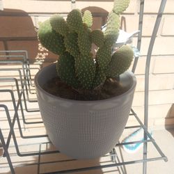 Bunny Cactus