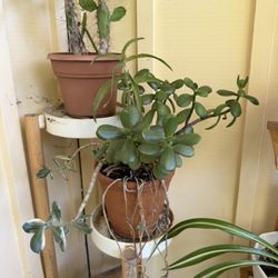 🌿 Jade Plant + Trailing Succulents Combo