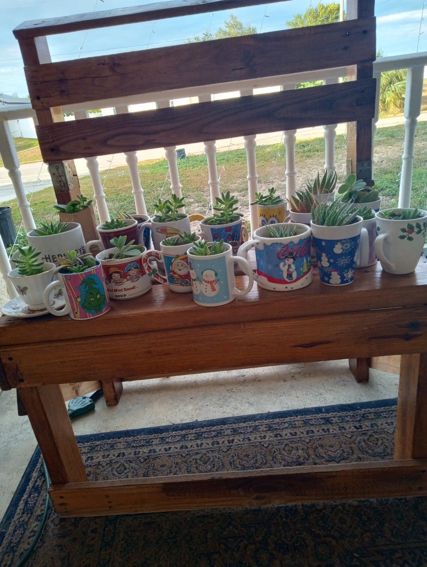 New Succulents & Aloe Plants. Multiple In Christmas Mugs. $3 Each Or 2 For $5.