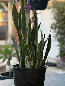 Flowering Sansevieria Laurentii Snake Plant