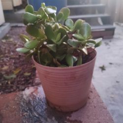 Jade Plant