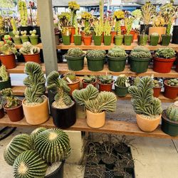 Cactus Imported On Sale $300 Up To $$$$