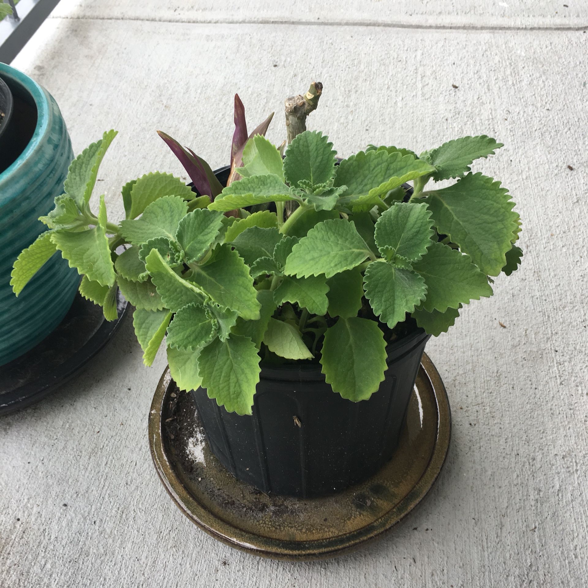 Large leaf Cuban Oregano / Spanish Thyme Plant. Pot Not Included. Pickup in Buckhead. Huge, fragrant leaves.