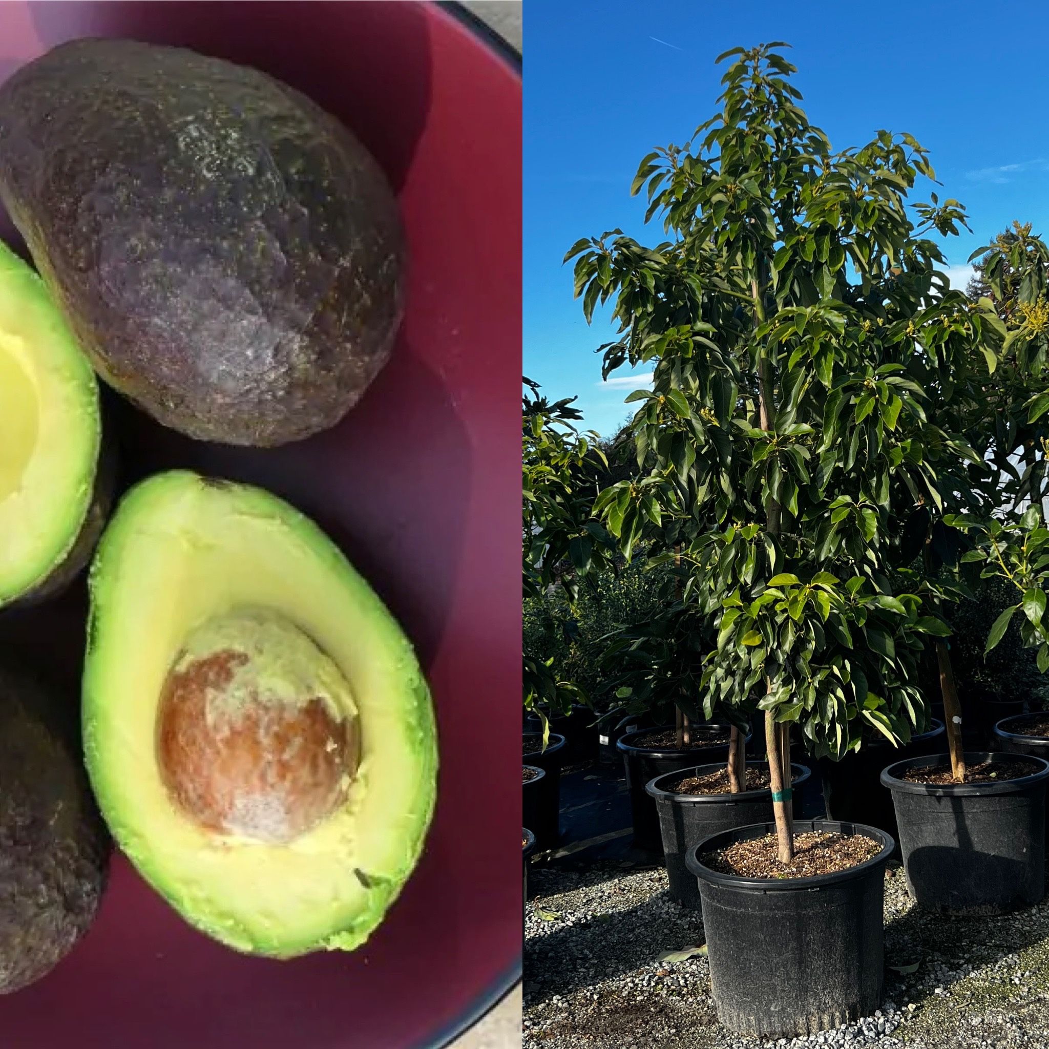 Avocado Trees