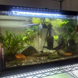 20 Gallon Planted Aquarium/Fish Tank “OBO”