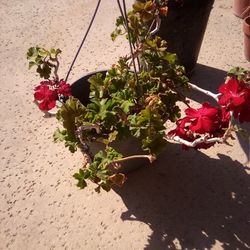 Red Flowered Hanging Plant In A Pot $12