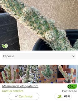 Cactus