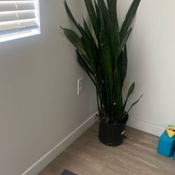 snake plant