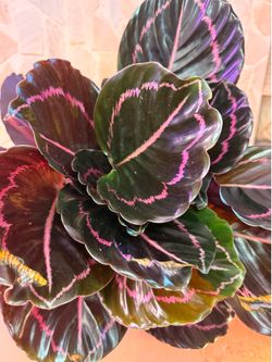 Big Leaf Black Dottie Calathea- 6inch Prayer Plant PET SAFE