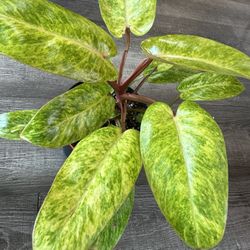 Mature Big Leaves Painted Lady Philodendron  Plants Collection 