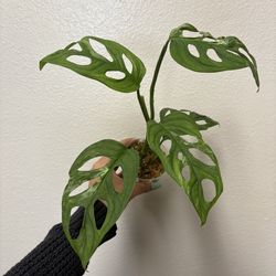 Monstera adansonii mint