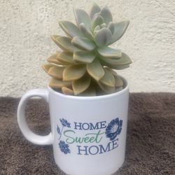 Succulents In A Coffee Cup .