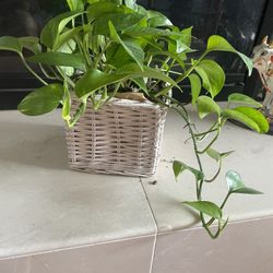 Money Planted In A Basket
