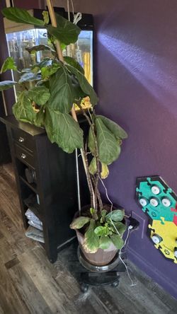 Fiddle Leaf Fig