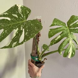 Thai Monstera