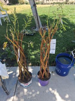 4 foot braided willow trees