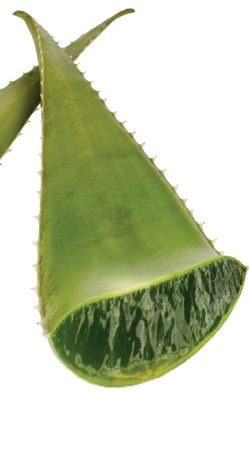 Aloe Vera 